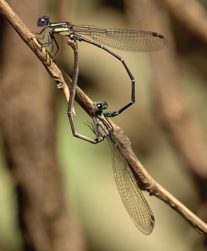 Pair in copula
2006_11_07_Tamaulipas_MX
